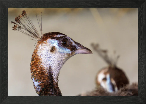 Peacock head close - close-up, framed
