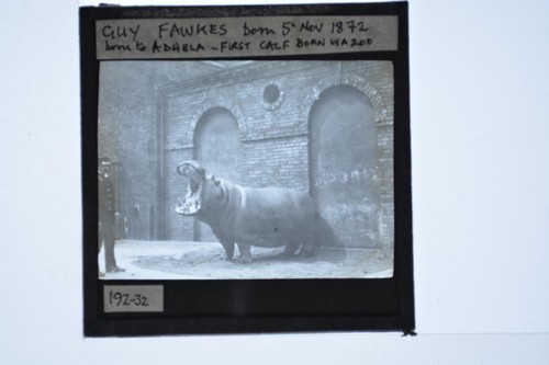 Hippopotamus guy fawkes zoo - guy,