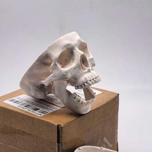 Human skull replica resin - human,