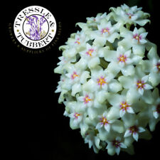 Rare Green Hoya carnosa perennial flower 2 seeds UK SELLER