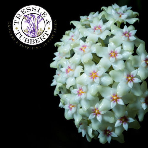 Rare green hoya - rare, carnosa