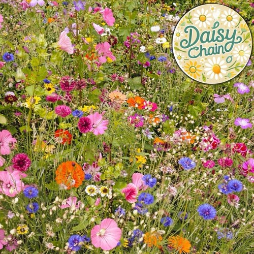 Wild flower seeds - flower,