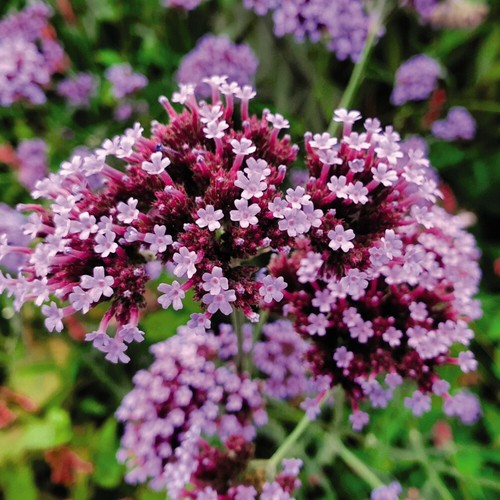 Verbena buenos aires - verbena,