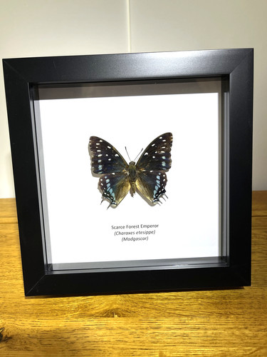 Scarce forest emperor - forest,