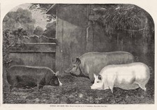 Pigs Suffolk & Essex Breed -