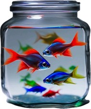 Neon Tetras fish This Is A