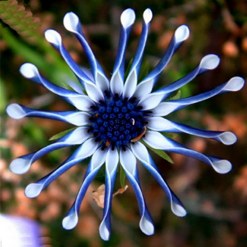 Blue daisy osteospermum - blue,