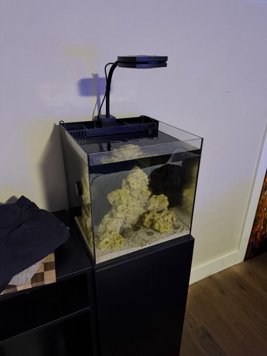 Nano reef aquarium fish - aquarium, tank