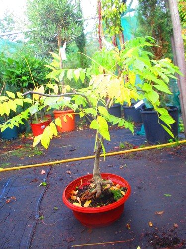 Wisteria prolific bonsai tree - wisteria,