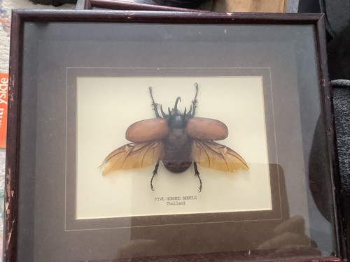 Vintage framed and mounted - vintage,