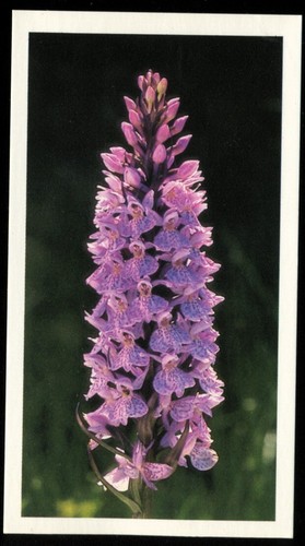 Tobacco card doncella - card,,