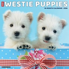 Westie Puppies 2026 12 X 12
