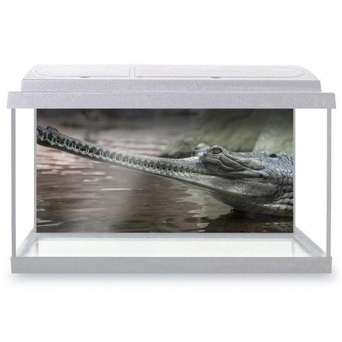 Fish tank background gharial - fish,