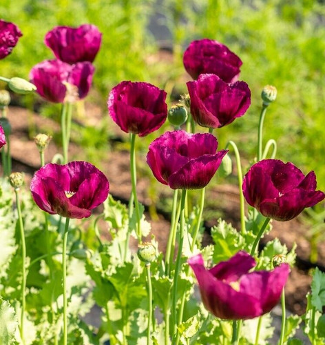 Laurens grape poppy papaver - laurens,