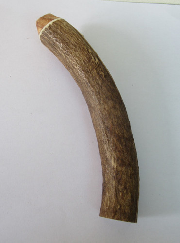 Red deer stag antler - red, top