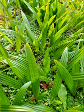 Rare UK hardy fast hybrid palm