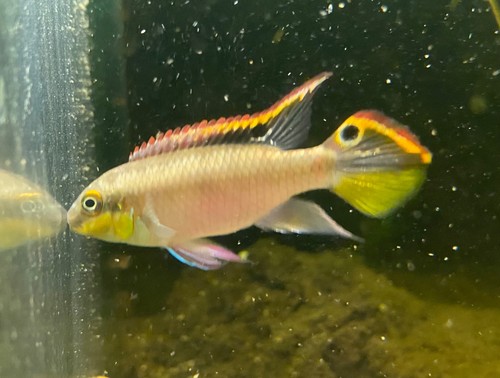 Kribensis cichlids live - cichlids,,