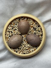 Chinese Painted Quail Eggs Button ( 6 )