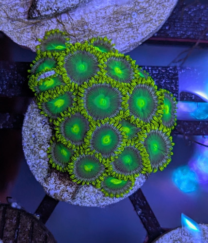Wysiwyg radioactive - ☢️,
