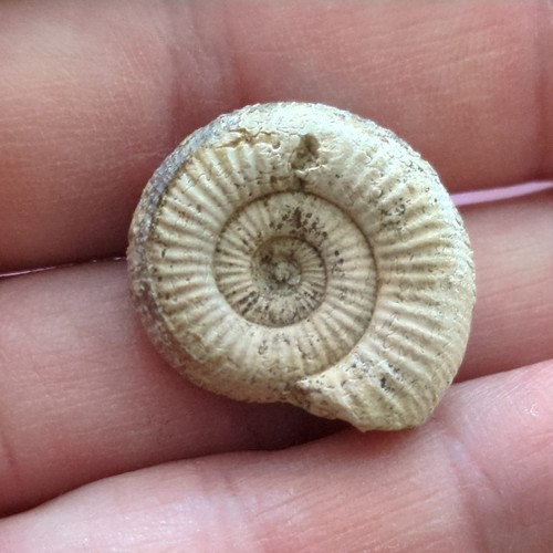 Fossil ammonite - fossil,