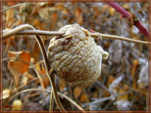 Praying mantis egg - mantis,