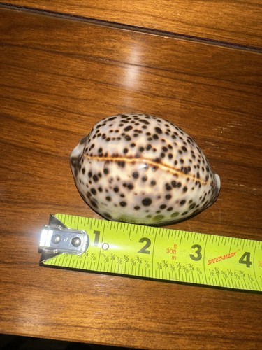 Tiger cowrie cypraea tigris - tiger,