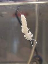 Berghia nudis - Aiptasiaeater