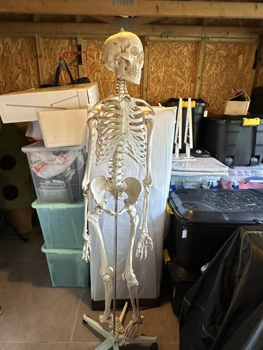 180cm full size human skeleton - size,