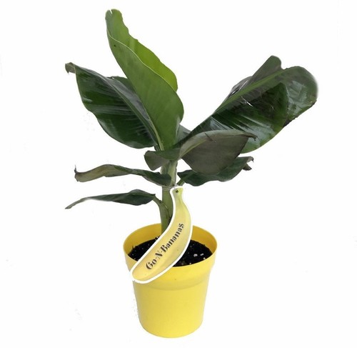 Banana tree musa tropicana - tree,