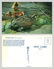 Vintage Postcard - Bob-White