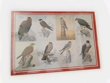 Groveley British Birds Of Prey