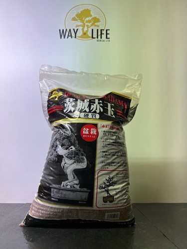 Way life bonsai tree - of,