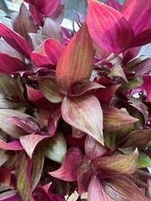 2 X  Zebrina firecracker Flame