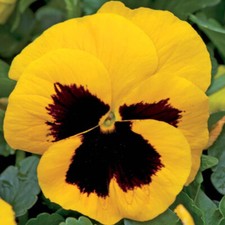 50 UK Giant Pastel Yellow Pansy Seeds to Plant in Pots Hanging Basket Flowers