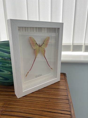 Madagascar moth frame - madagascar, in