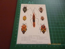 BRITISH MUSEUM EXOTIC