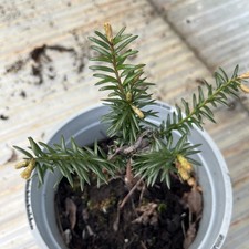 Taxus Baccata Yew Tree