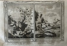 1782 Birds Of Africa & Fish Of Sierra Leone Antique Copper Plate Engraving