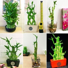 Lucky bamboo ribbon plant - 1,