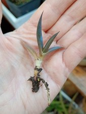 Aloe Black Gem Houseplant Baby Cutting Easy Grow