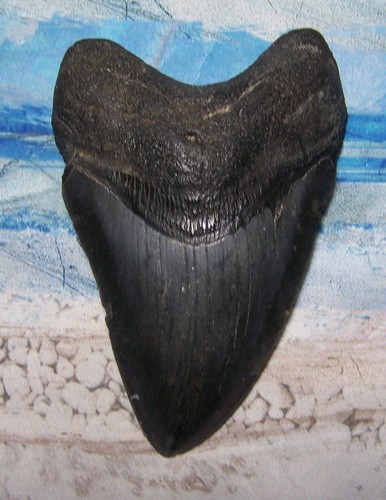 Megalodon shark tooth - shark, 5"