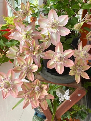 Clematis seeds flower seed - seeds,