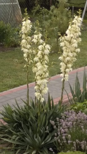Oudoor yucca filamentosa - yucca, plant