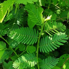 Mimosa Pudica - 1x Mini Plug -