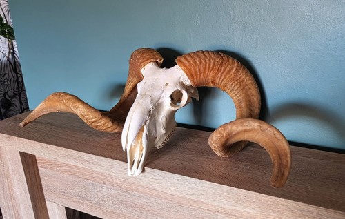 Tibetan ram skulls - tibetan, skulls,