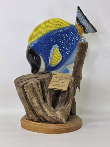 Powder blue tang fish - blue,