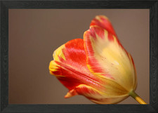 Tulip blossom close up Framed