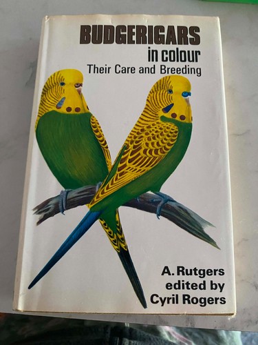 Budgerigars color their - budgerigars,