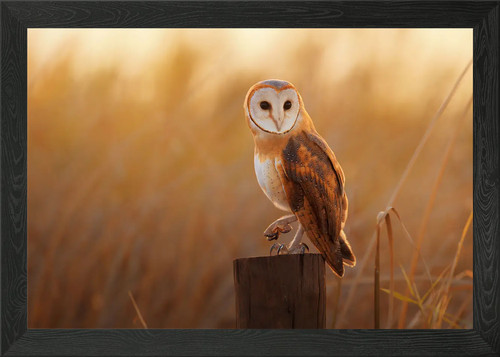 Owl resting stump - resting, on