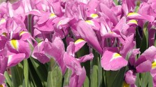10 Dutch Iris ROSARIO Spring Flowering Bulbs Bee Friendly Garden Hardy Perennial